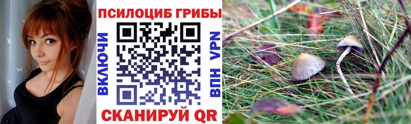 дарк нет телеграм  наркотики  Дзержинский  Псилоцибиновые грибы Psilocybe 